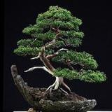 Bonsai Wallpaper6.5_rowtechapk.com