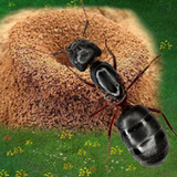 Ants Underground Kingdom Life9.0.0_rowtechapk.com