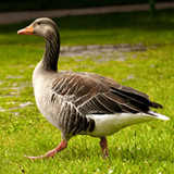 Goose Sounds & Hunting calls3.5_rowtechapk.com