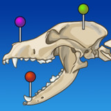 vet-Anatomy3.0.1_rowtechapk.com