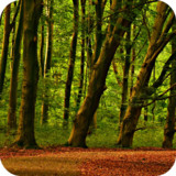 Forest Wallpaper1.02_rowtechapk.com