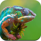 HD Macro Wallpaper1.02_rowtechapk.com