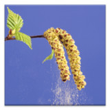 Pollen forecast1.15_rowtechapk.com
