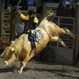 Bull Riding Challenge 26.0_rowtechapk.com